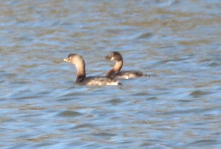 Pied-billed Grebe - ML610871124