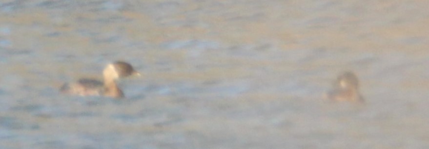 Pied-billed Grebe - ML610871125