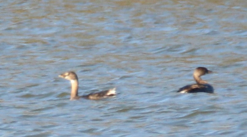 Pied-billed Grebe - ML610871126