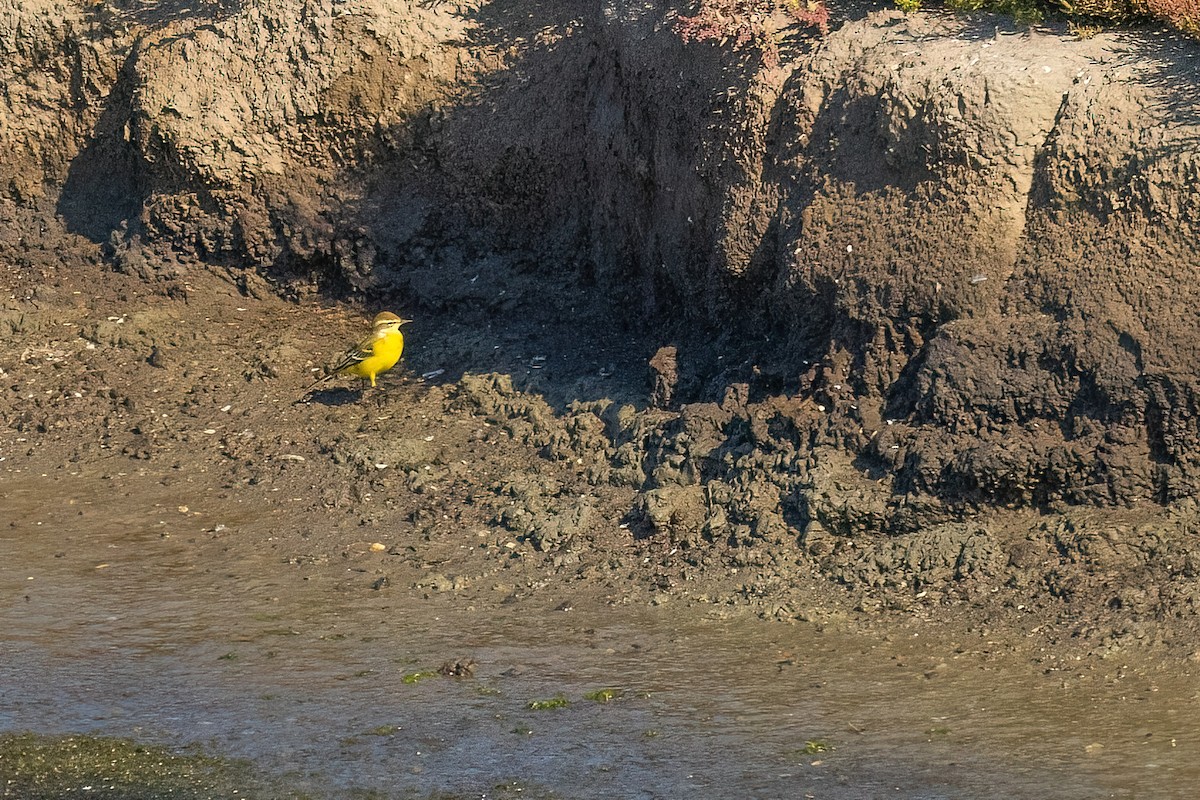 Western Yellow Wagtail - ML610871207