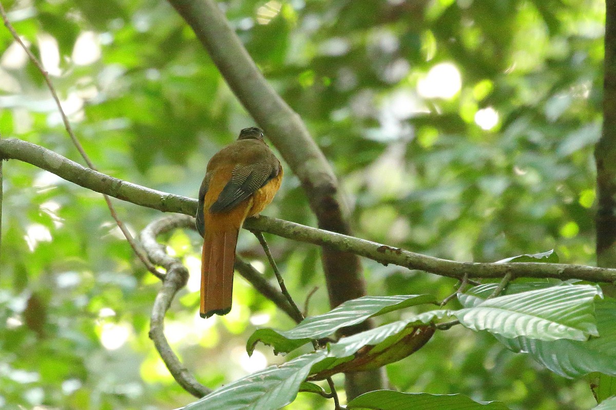 Cinnamon-rumped Trogon - Simon Feys