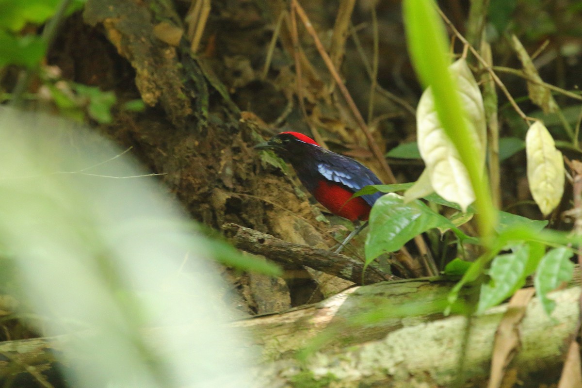 Garnet Pitta - Simon Feys