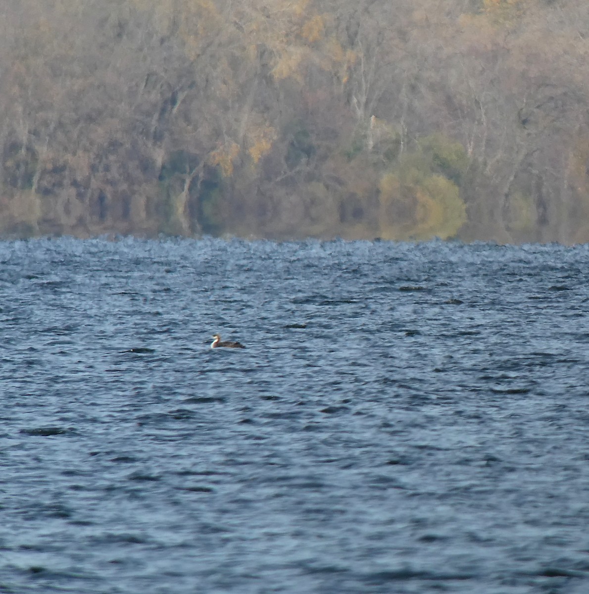 Pacific Loon - David Liebl