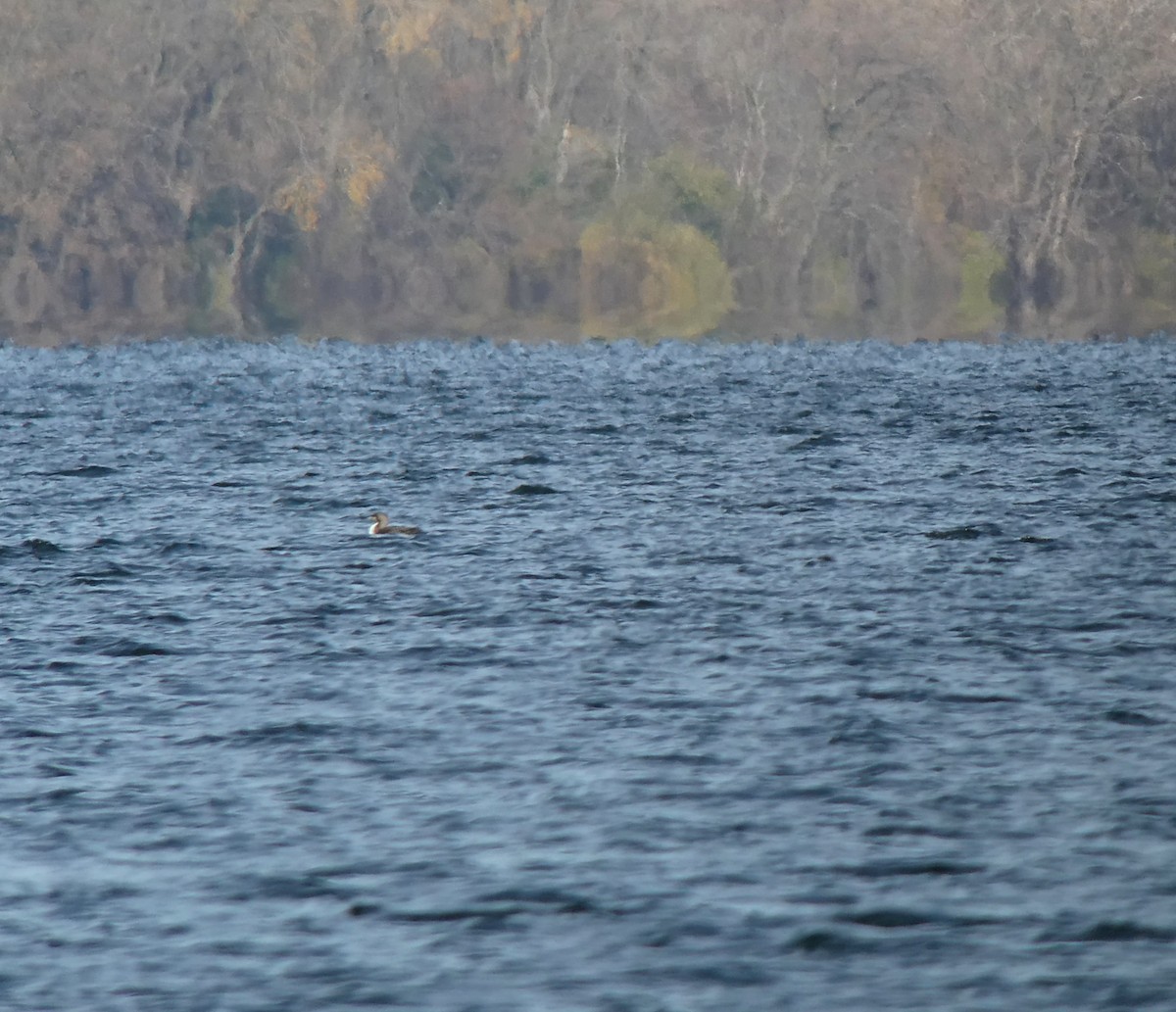 Pacific Loon - ML610871243