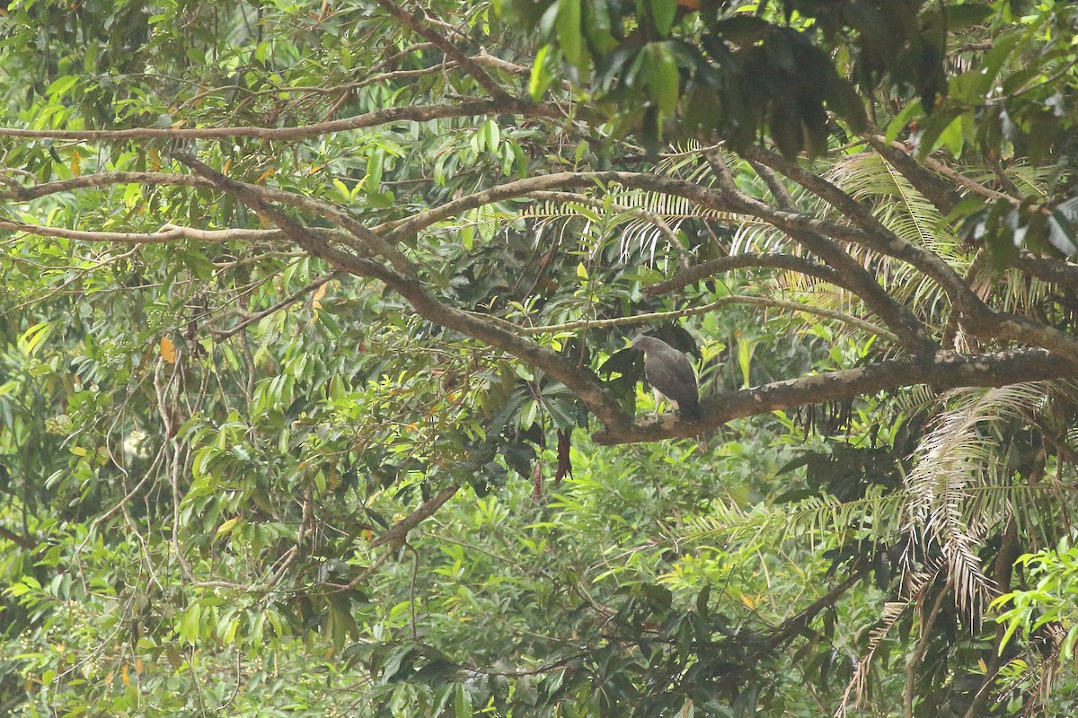 Lesser Fish-Eagle - Simon Feys