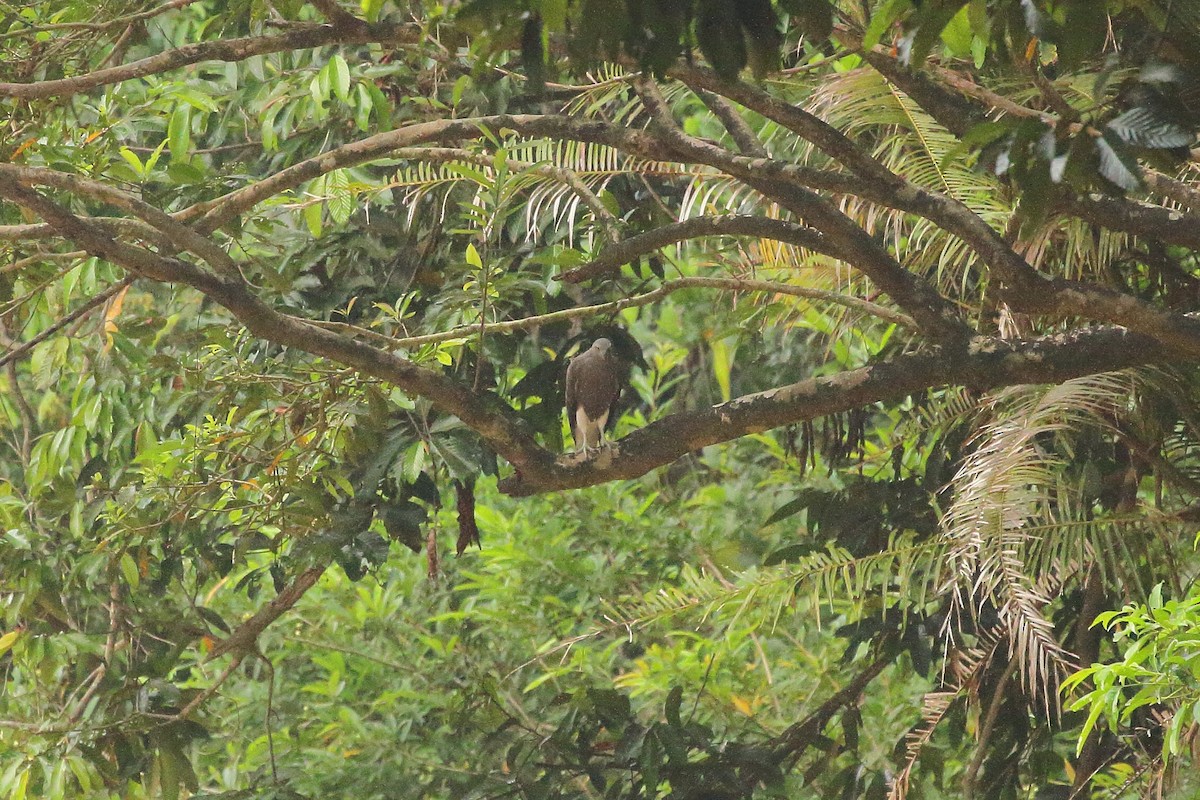 Lesser Fish-Eagle - ML610871344