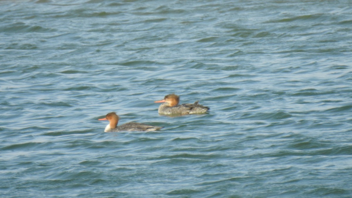 Red-breasted Merganser - ML610871350