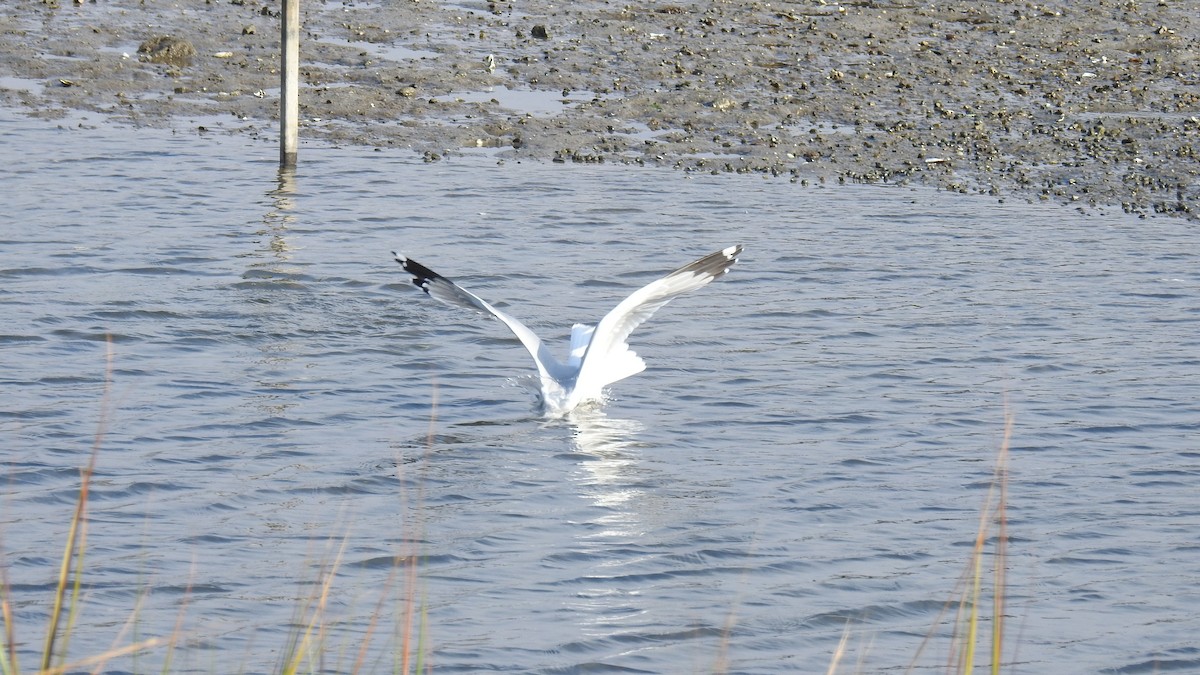 Mouette atricille - ML610871364