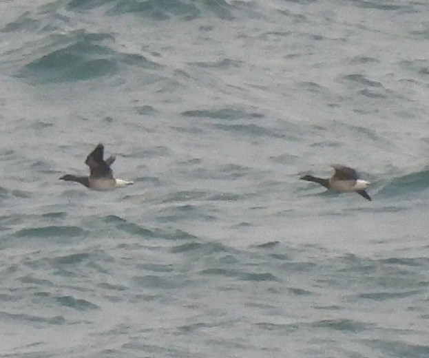 Brant (Pale-bellied) - Ricardo Hevia