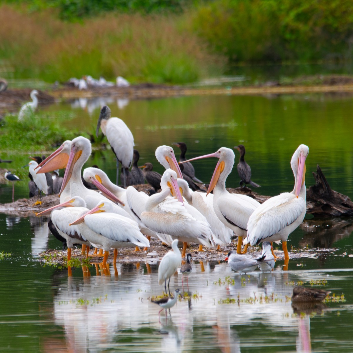 American White Pelican - ML610871481