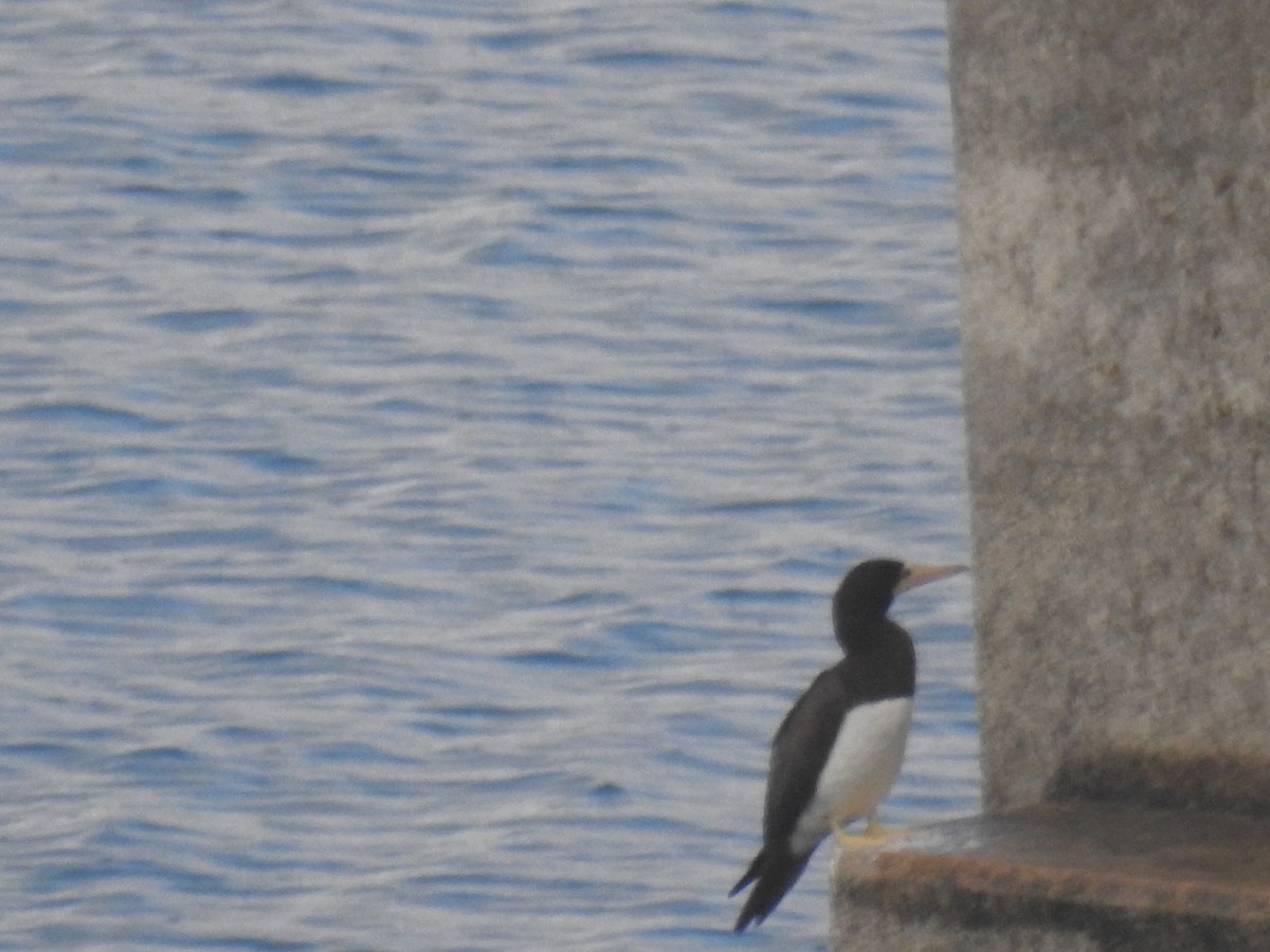 Brown Booby - Forrest Luke