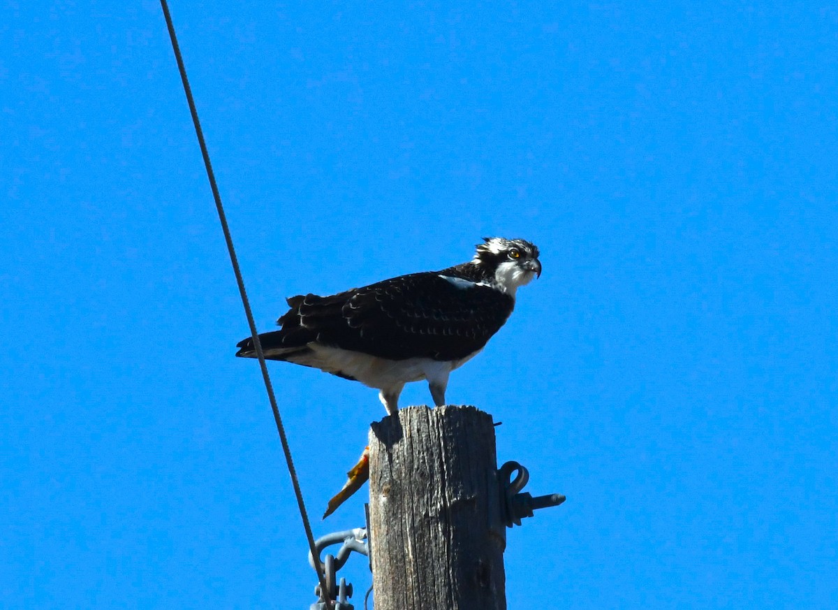 Osprey - Brent Farnsworth