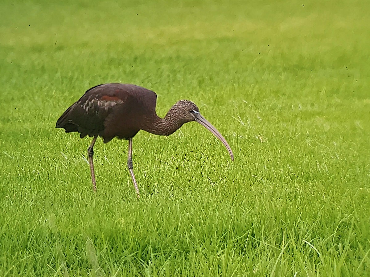 ibis hnědý - ML610871854