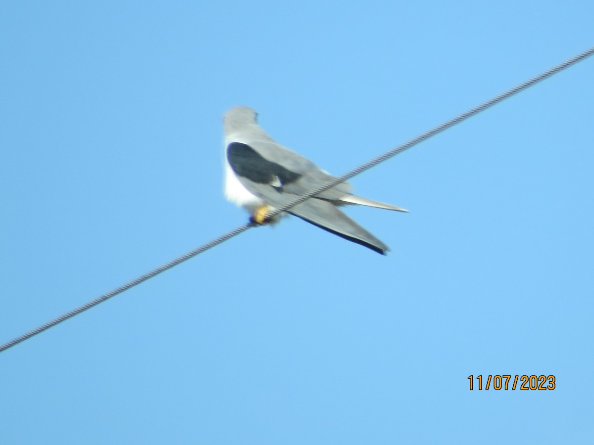 White-tailed Kite - ML610871922
