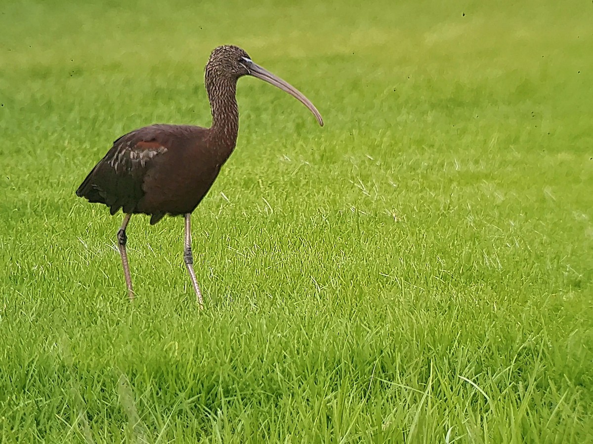 ibis hnědý - ML610871956