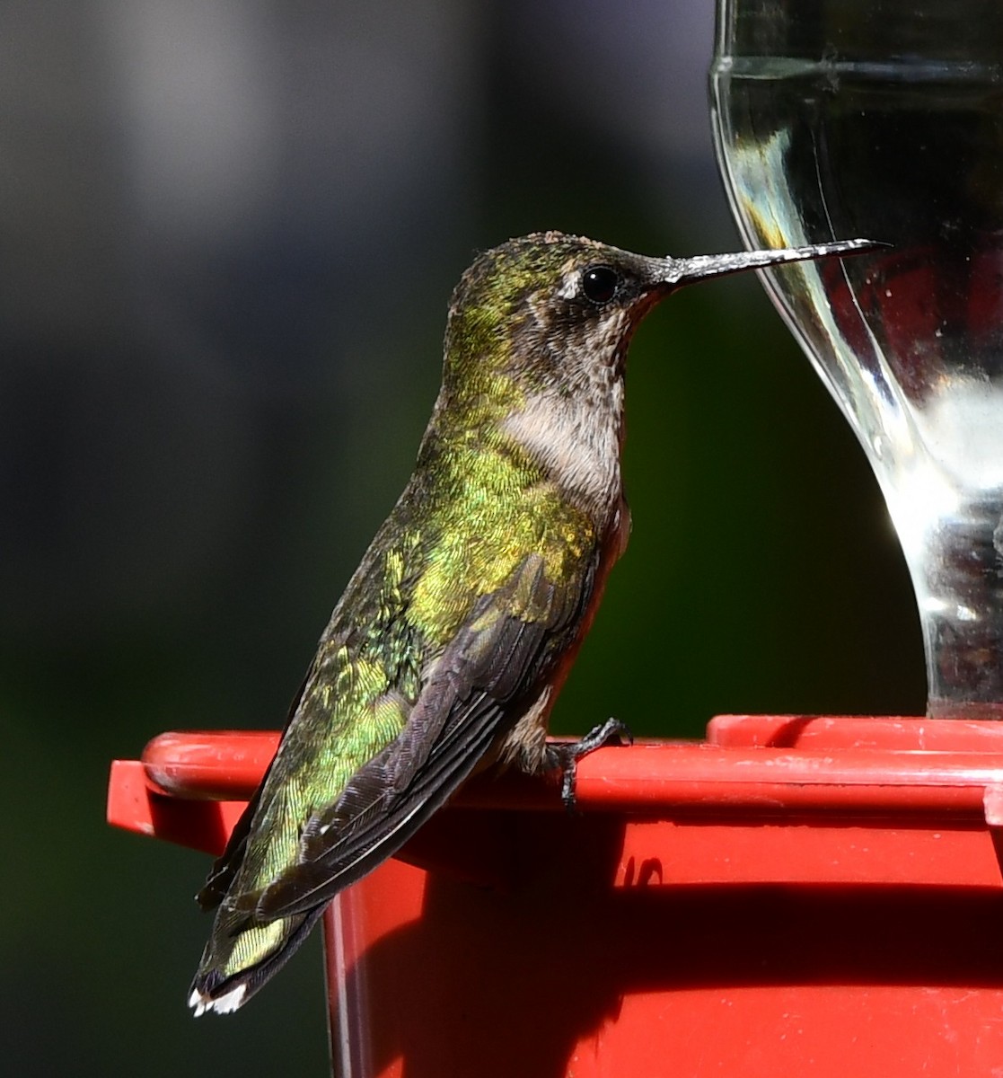 Ruby-throated Hummingbird - ML610872019