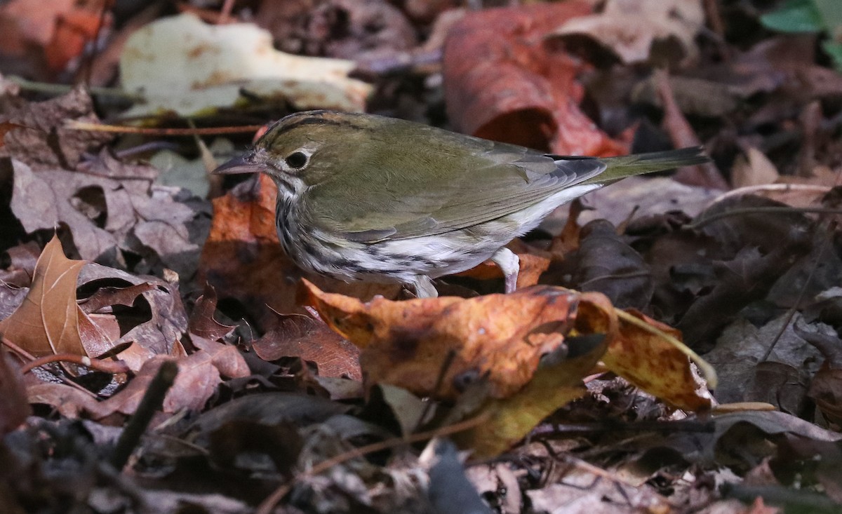 Ovenbird - Drew Chaney