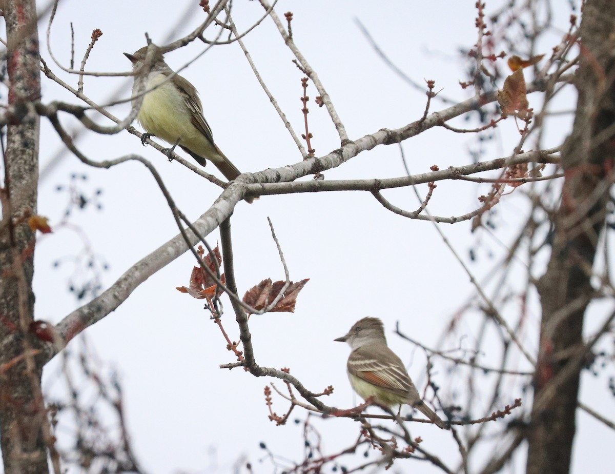 Ash-throated Flycatcher - Drew Chaney