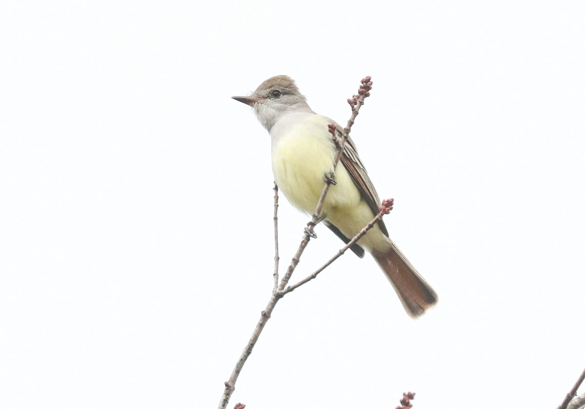 Ash-throated Flycatcher - Drew Chaney