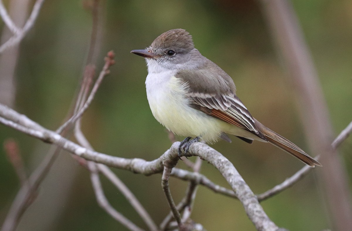 Ash-throated Flycatcher - ML610872107