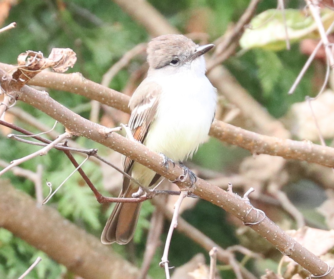 Ash-throated Flycatcher - ML610872119