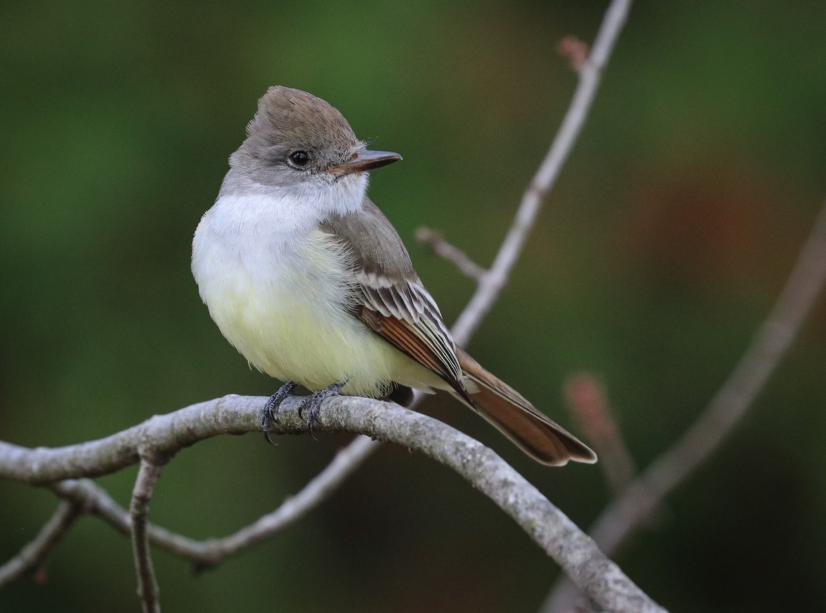 Ash-throated Flycatcher - ML610872125