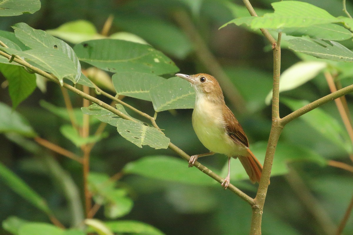 Ferruginous Babbler - ML610872156