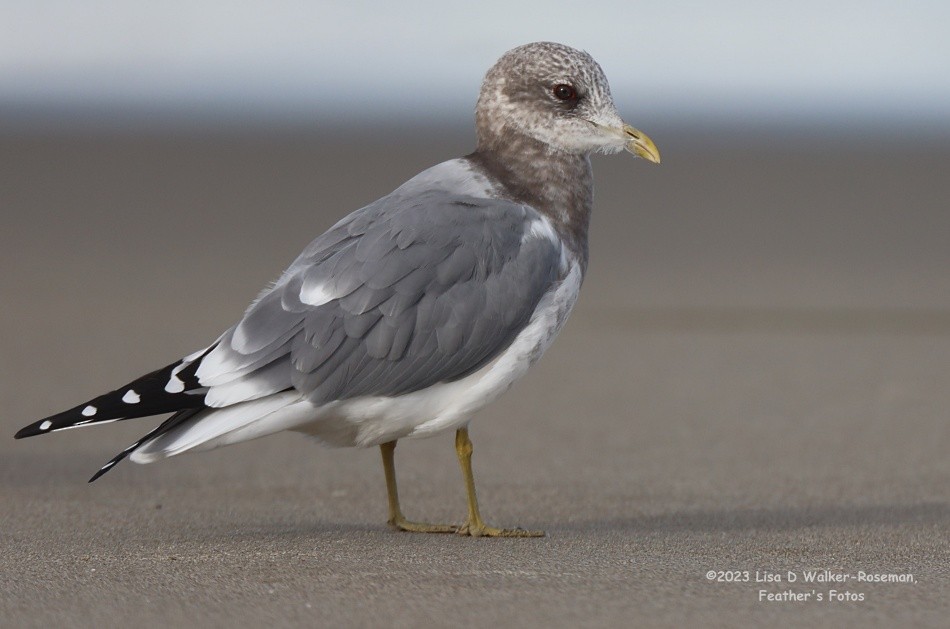 Short-billed Gull - ML610872252