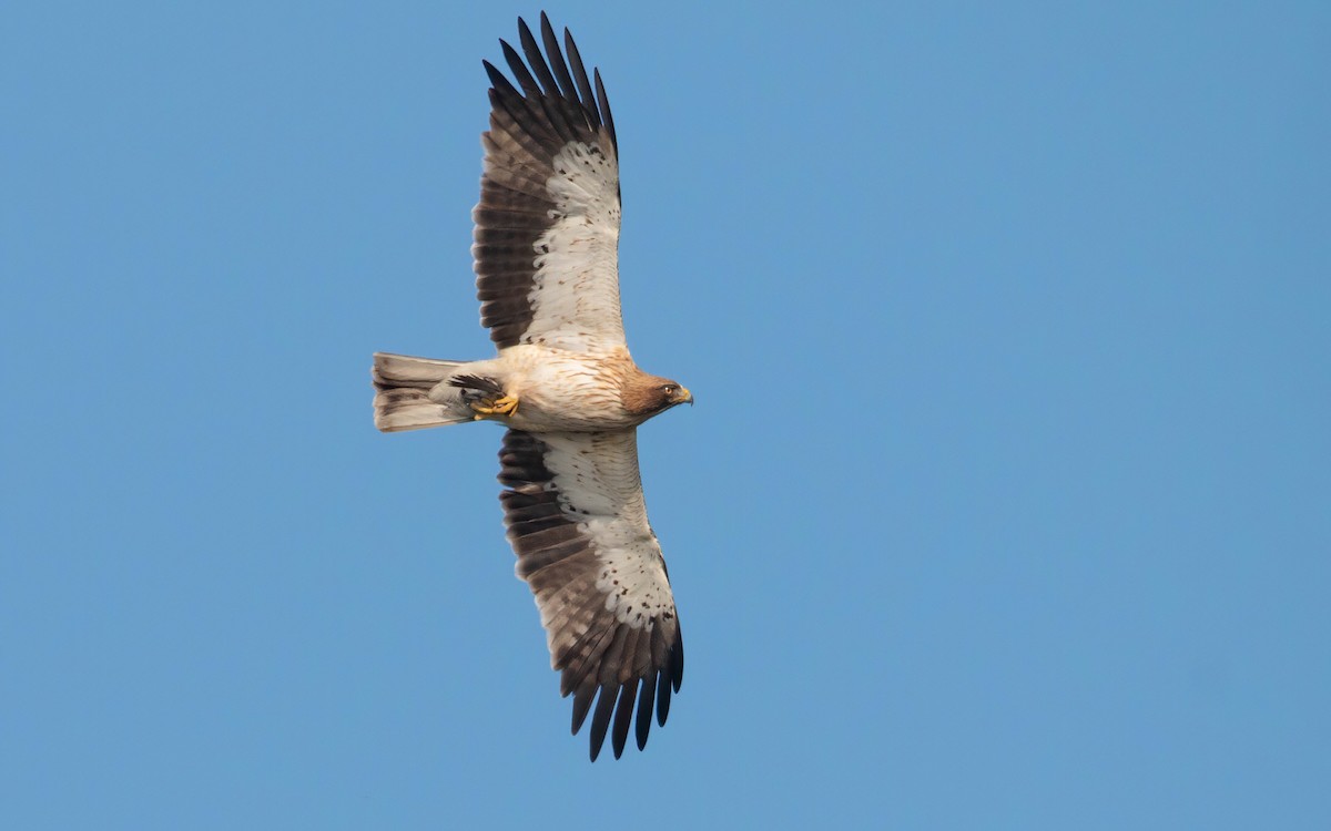 Booted Eagle - Andrés  Rojas Sánchez