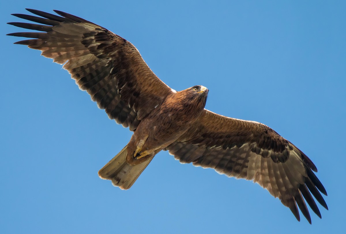 Booted Eagle - ML610872257