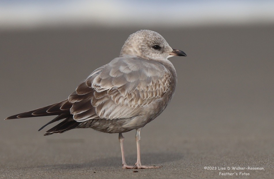 Short-billed Gull - ML610872331