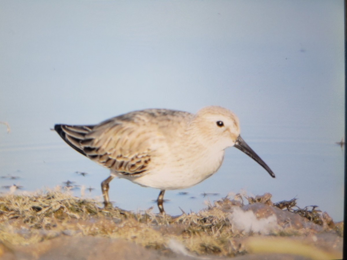 Dunlin - Bill Hewitt