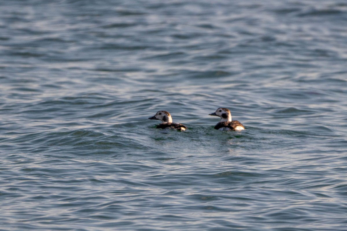 Long-tailed Duck - ML610872352