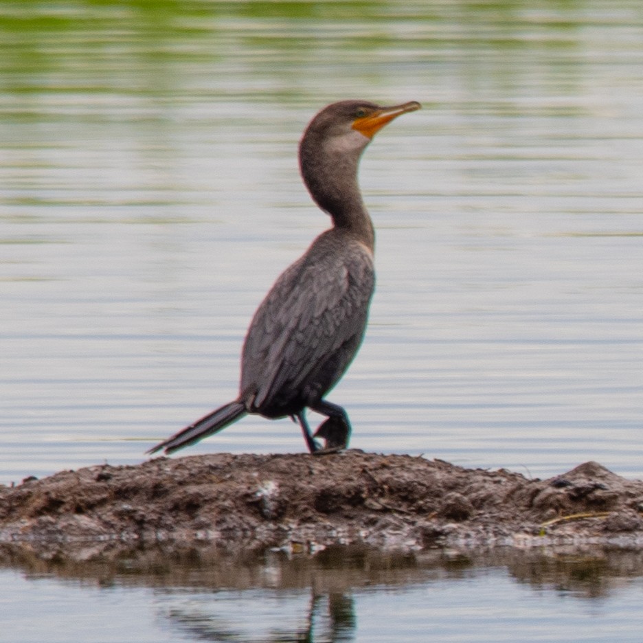 Neotropic Cormorant - John Ter Louw