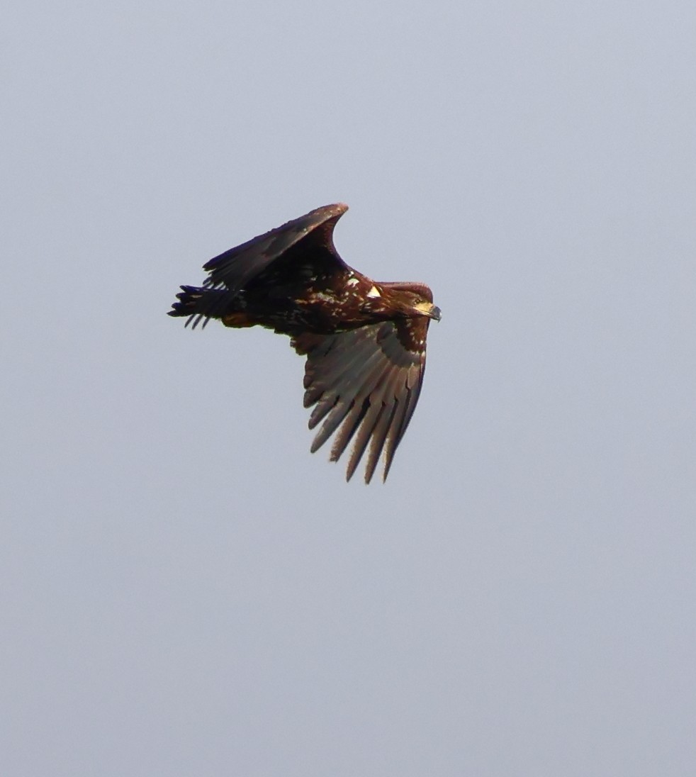 White-tailed Eagle - ML610872370