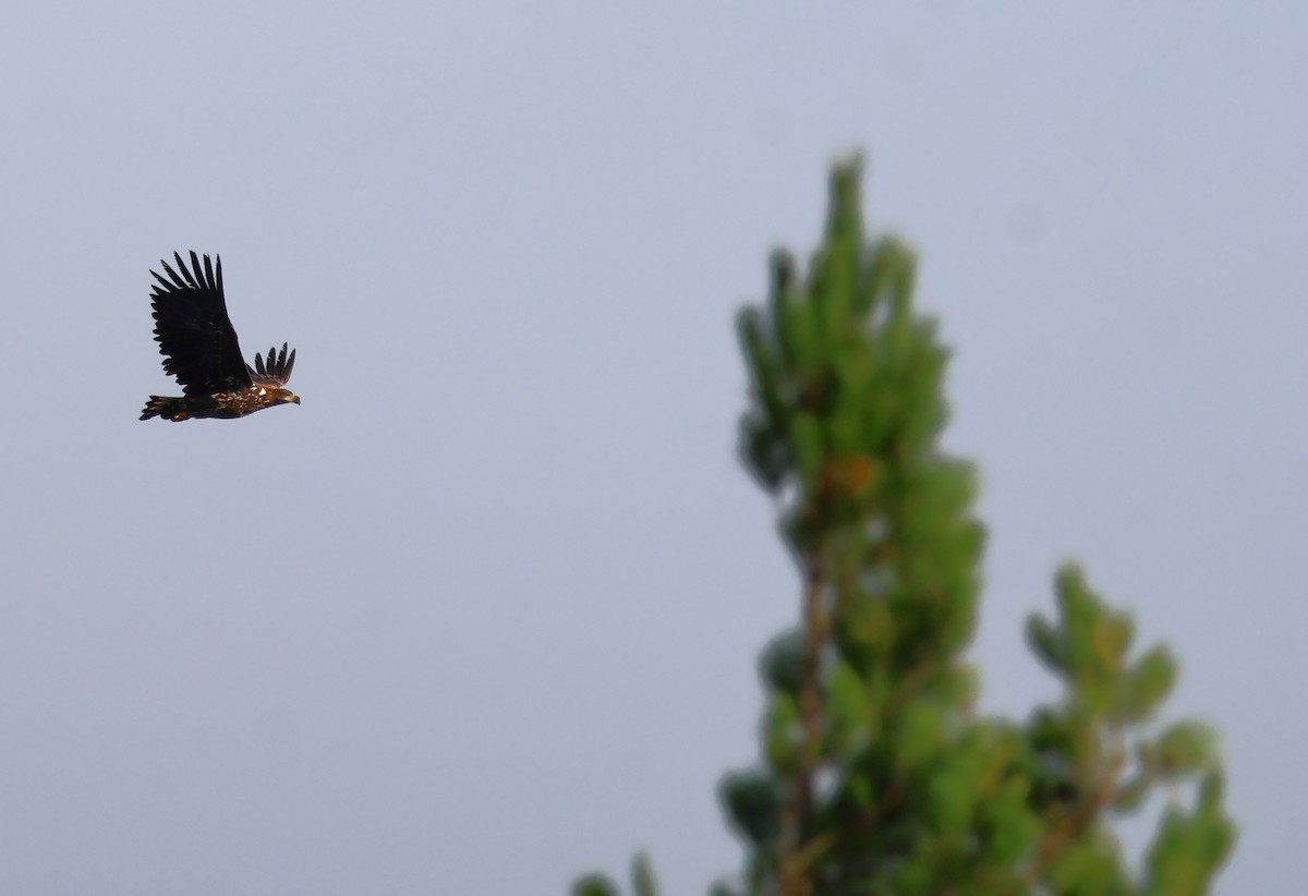 White-tailed Eagle - ML610872382