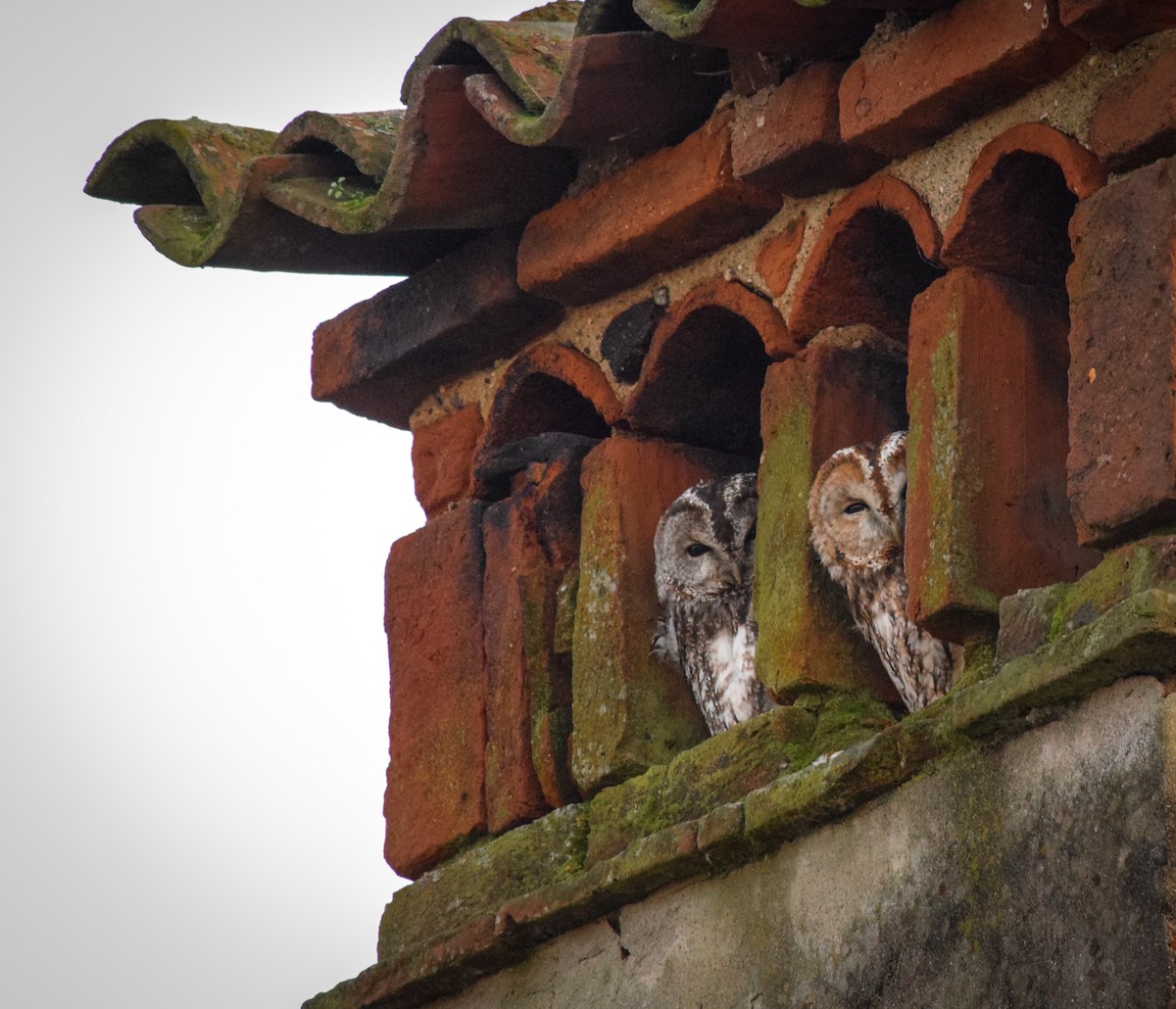 Tawny Owl - ML610872445