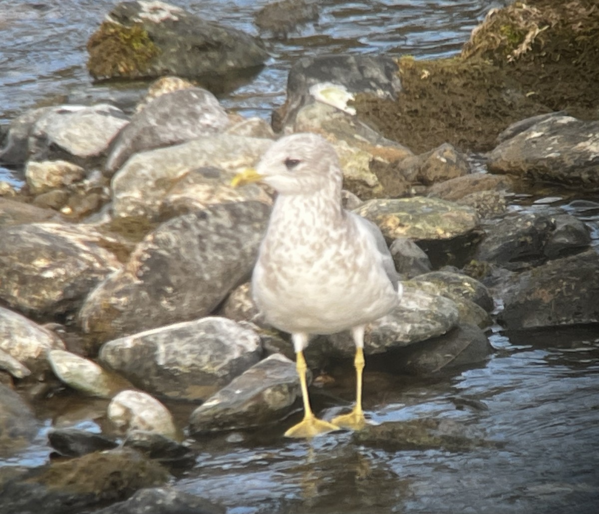 Short-billed Gull - Stuart Angerer