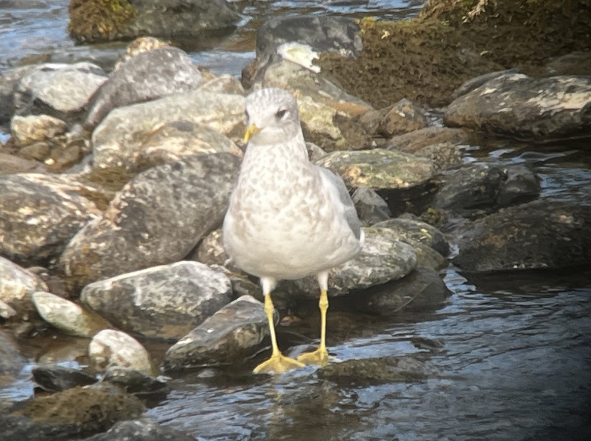 Short-billed Gull - ML610872482