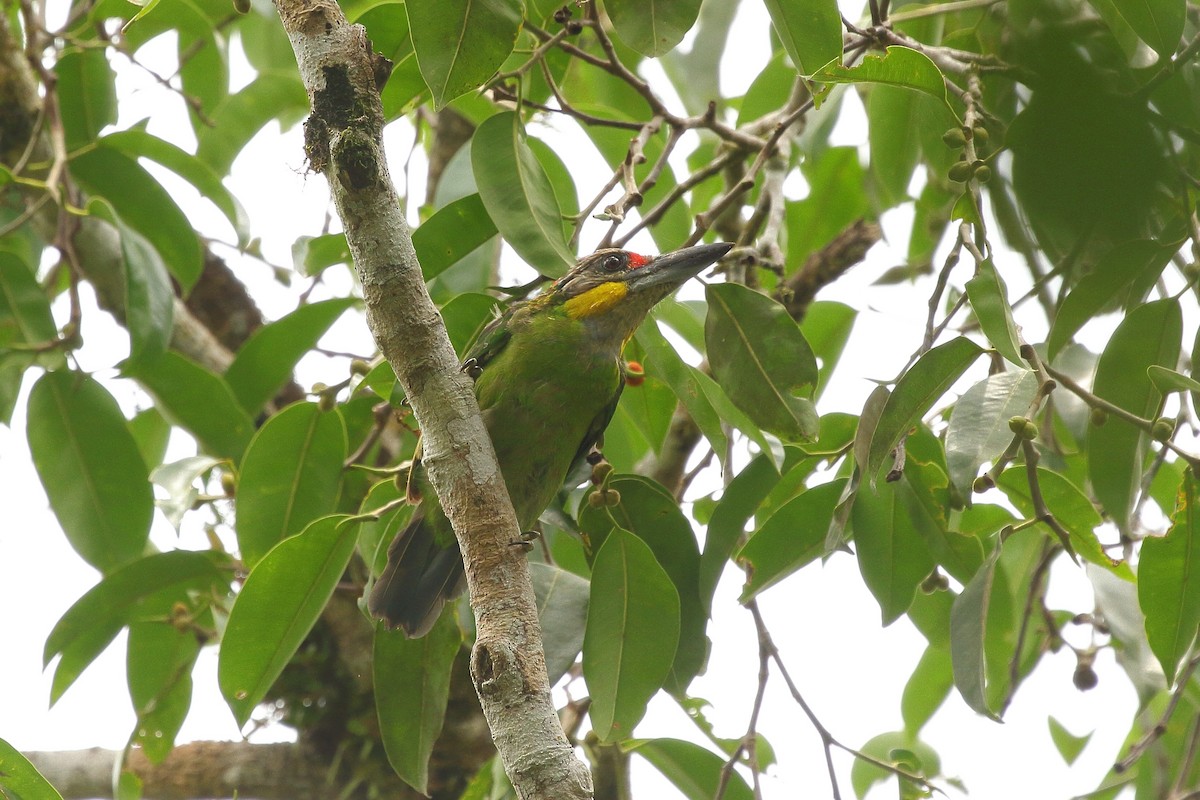 barbet zlatovousý (ssp. chrysopogon/laetus) - ML610872581