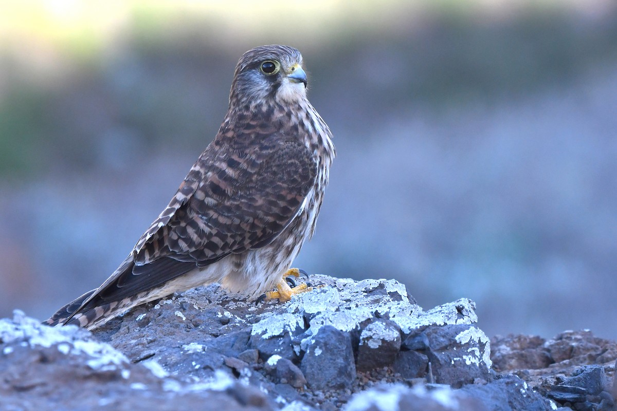 Eurasian Kestrel - ML610872658