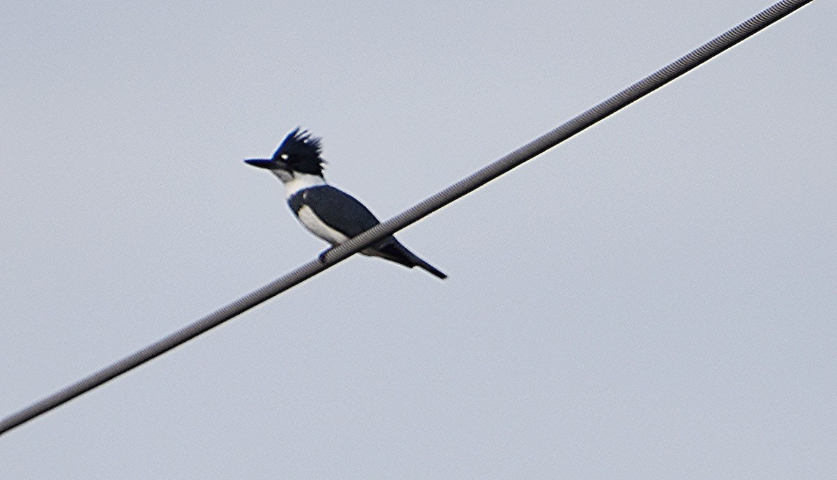 Belted Kingfisher - ML610872669