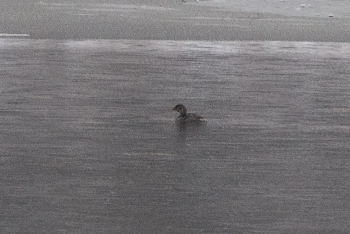 potápka americká - ML610872706