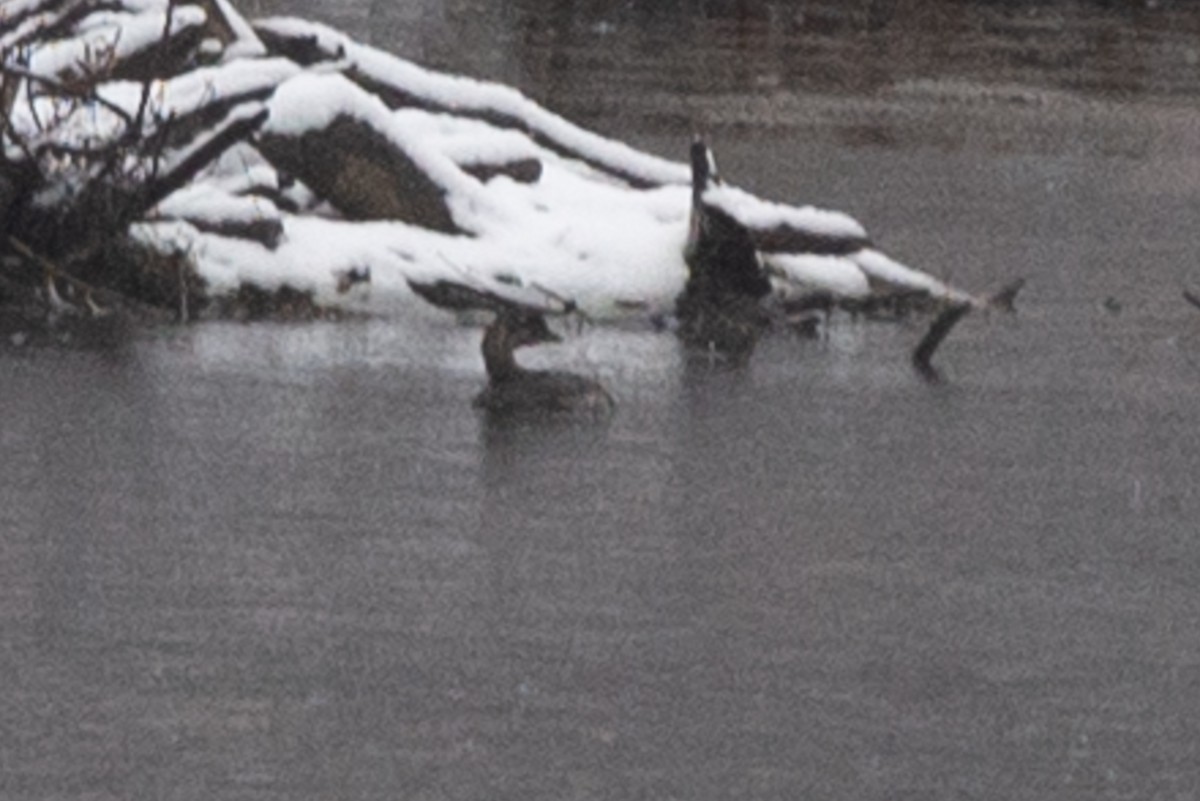 potápka americká - ML610872707