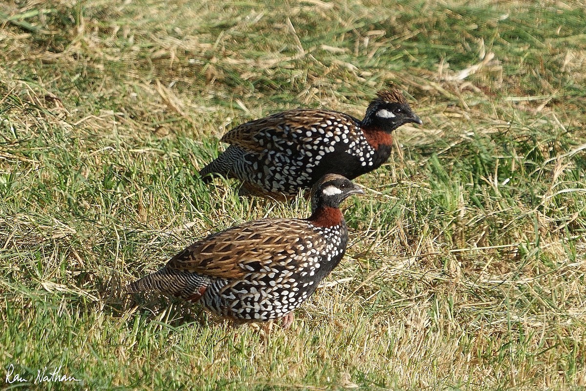 Black Francolin - ML610872739