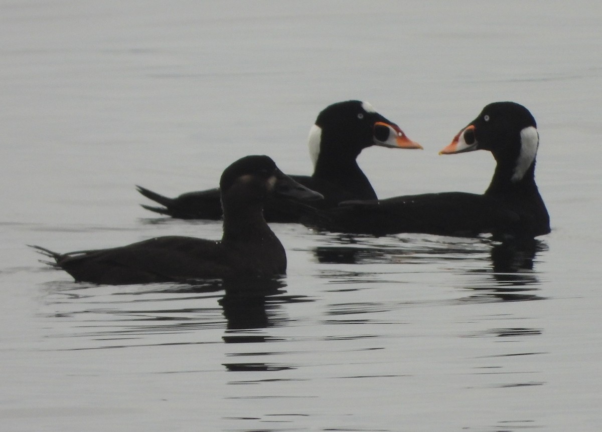 Surf Scoter - ML610872742
