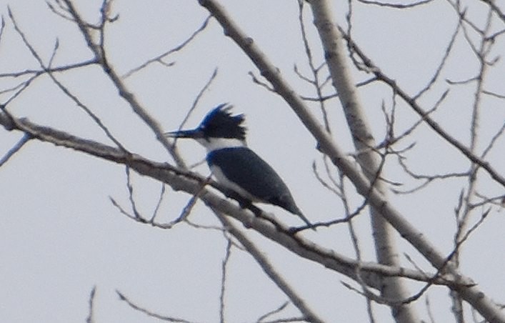 Belted Kingfisher - ML610872744