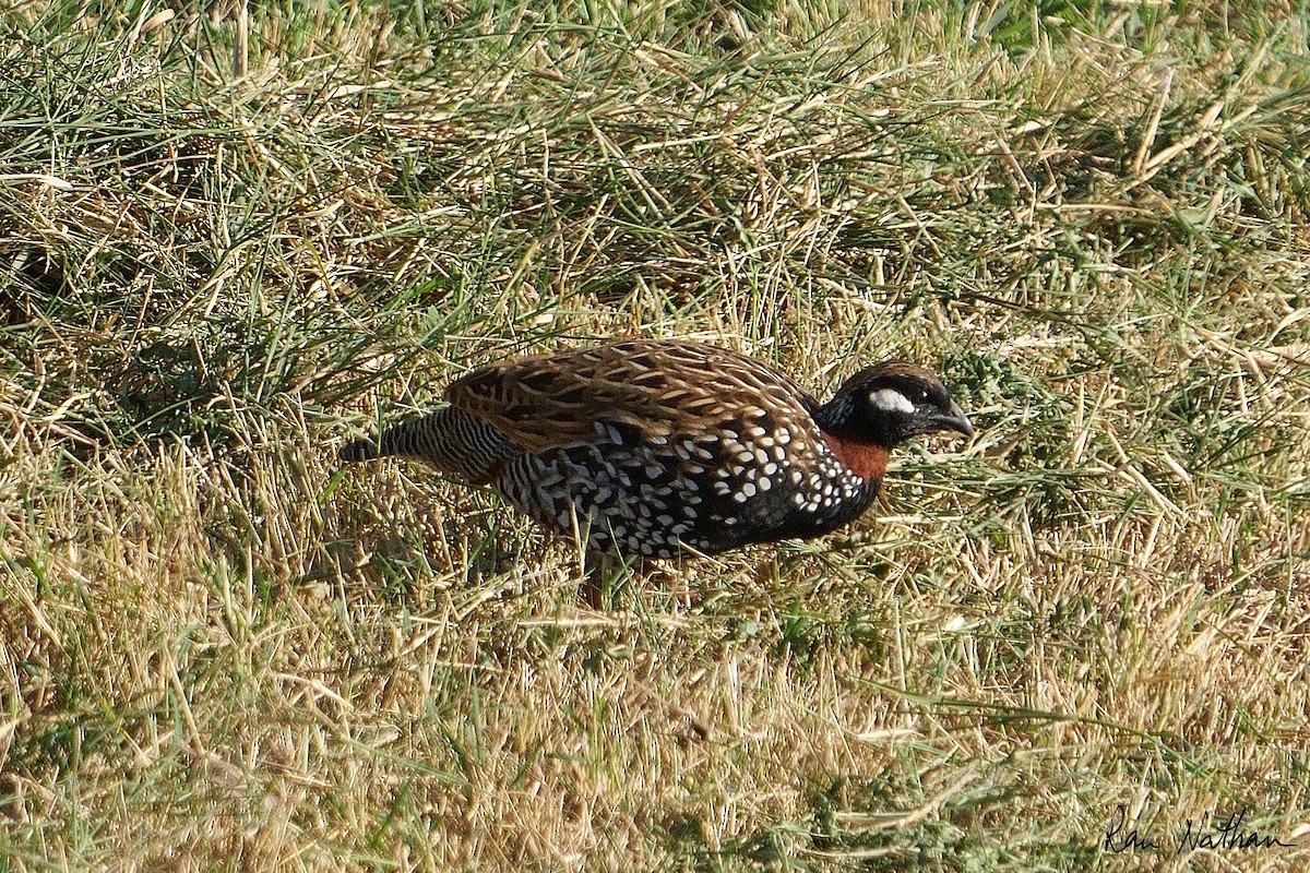 Black Francolin - ML610872745