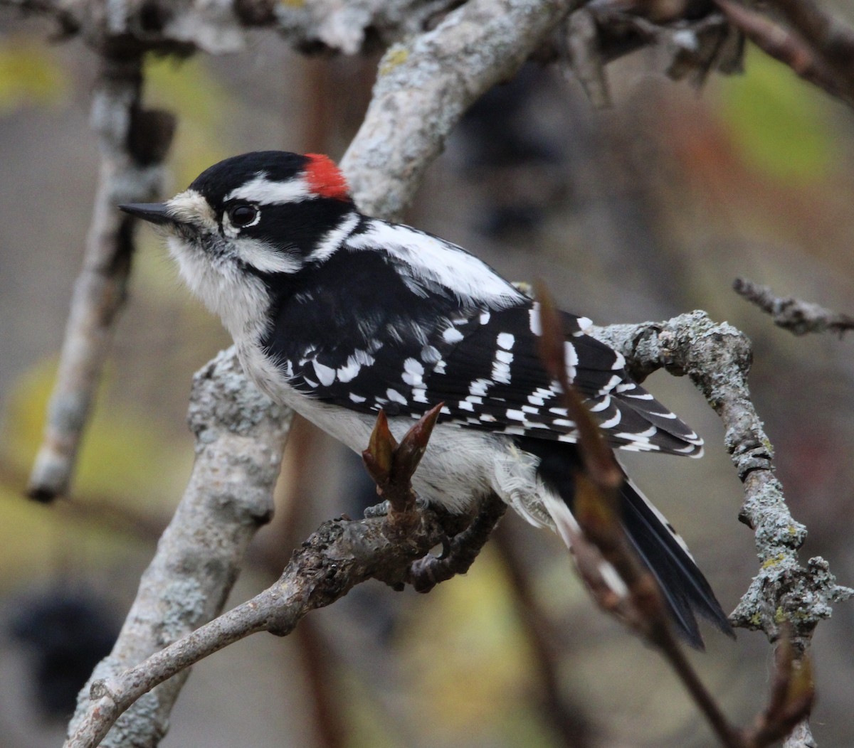 Downy Woodpecker - ML610872787