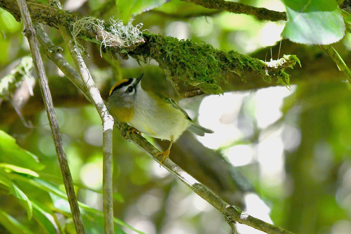 Madeira Firecrest - ML610872821